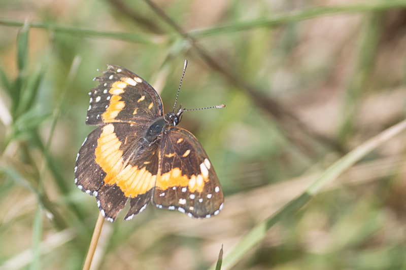 Bordered Patch